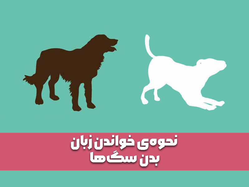 نحوه‌ی خواندن زبان بدن سگ‌ها – طرز برخورد حرفه‌ای با حیوانات خانگی